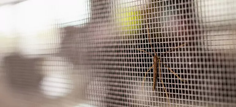 Repair Mosquito Mesh For Windows in East Palo Alto, CA